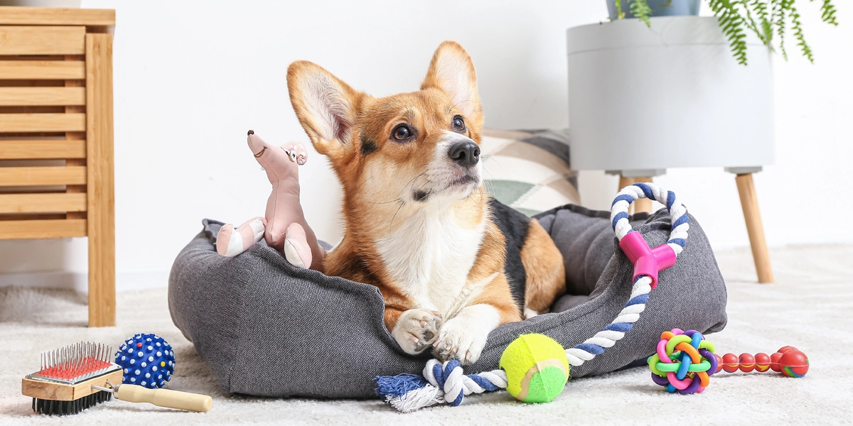 @accessoires pour votre chien