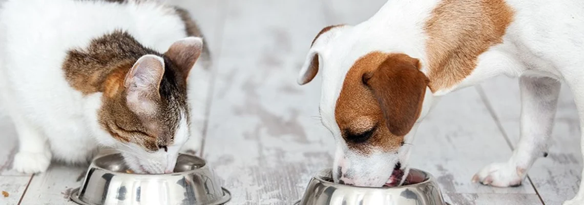 @alimentation saine chien ou chat