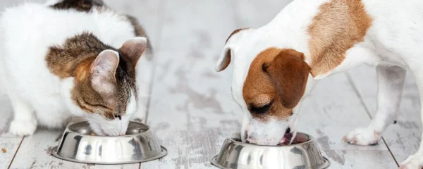 @alimentation saine chien ou chat