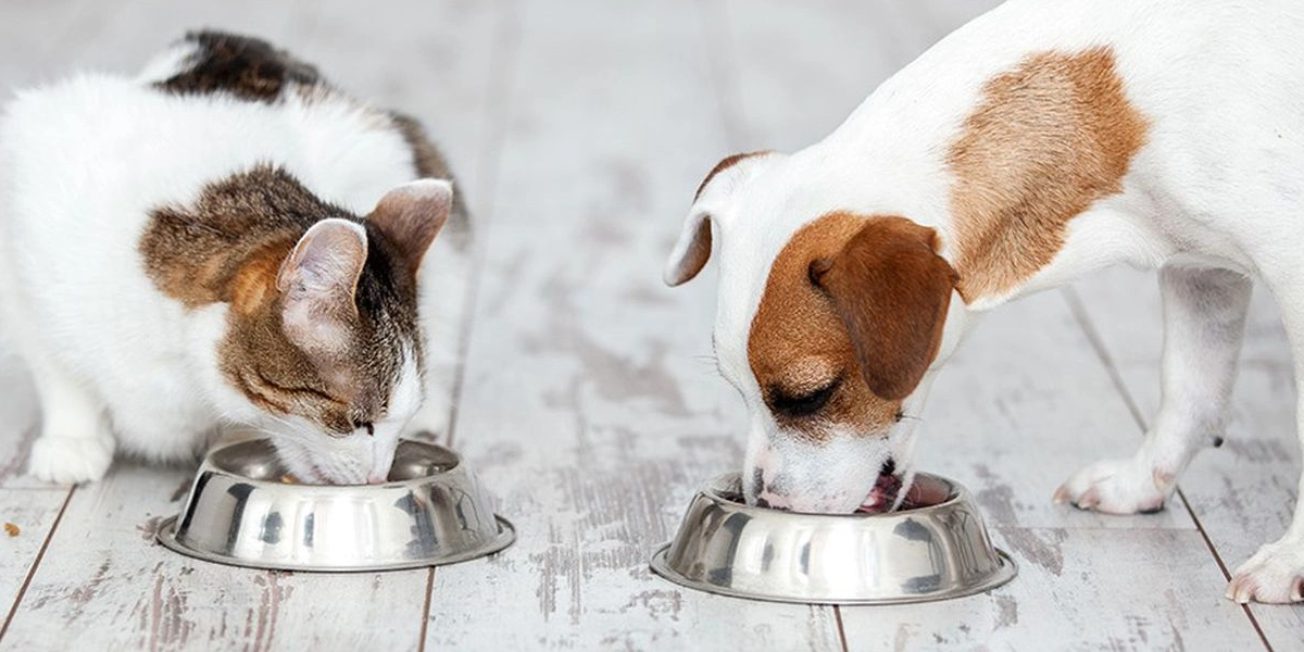 @alimentation saine chien ou chat