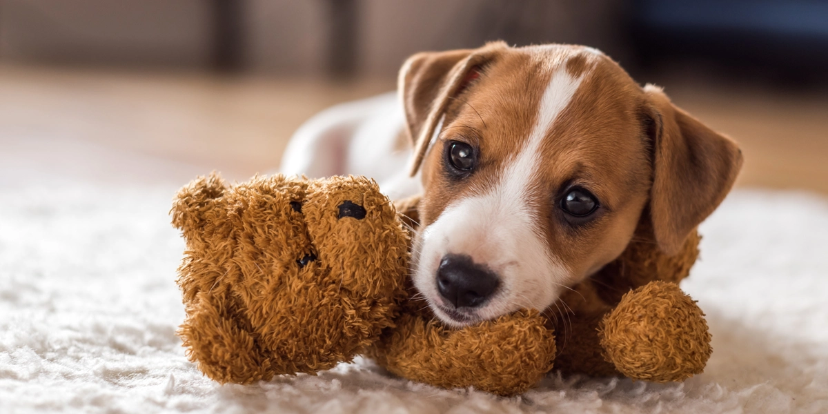 @animaux de compagnie reste seule