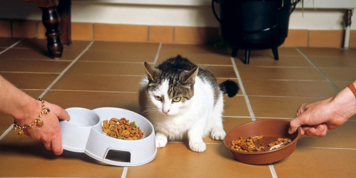 @diete equilibree chien ou chat