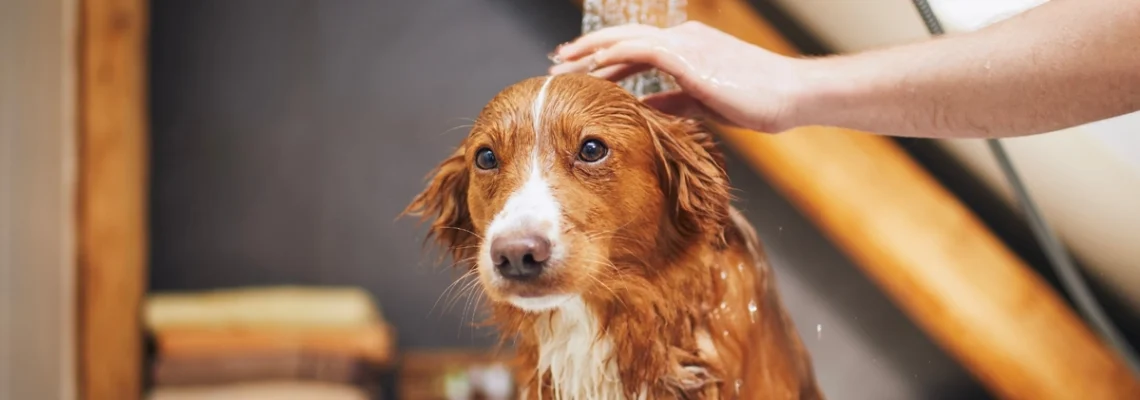 @hygiene animaux