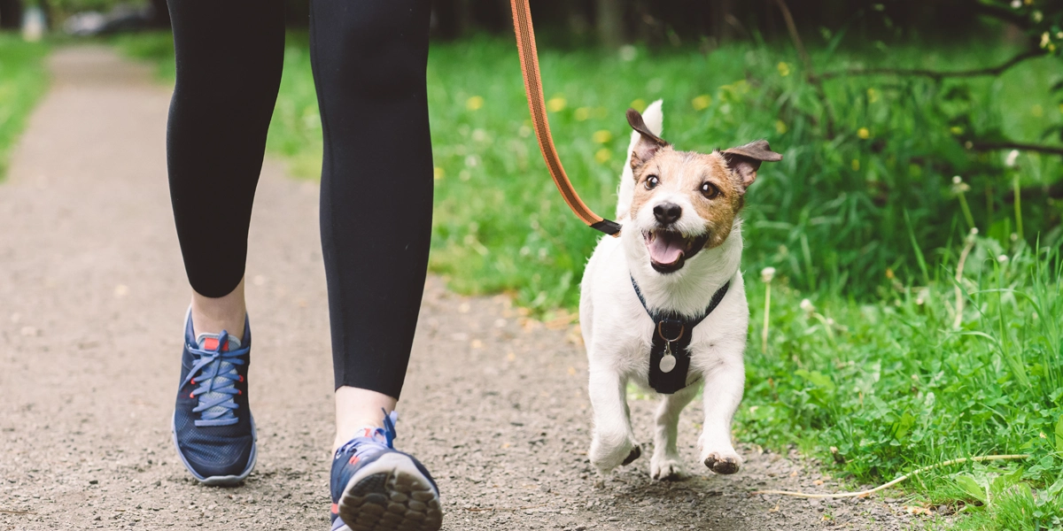 @promenades avec votre chien