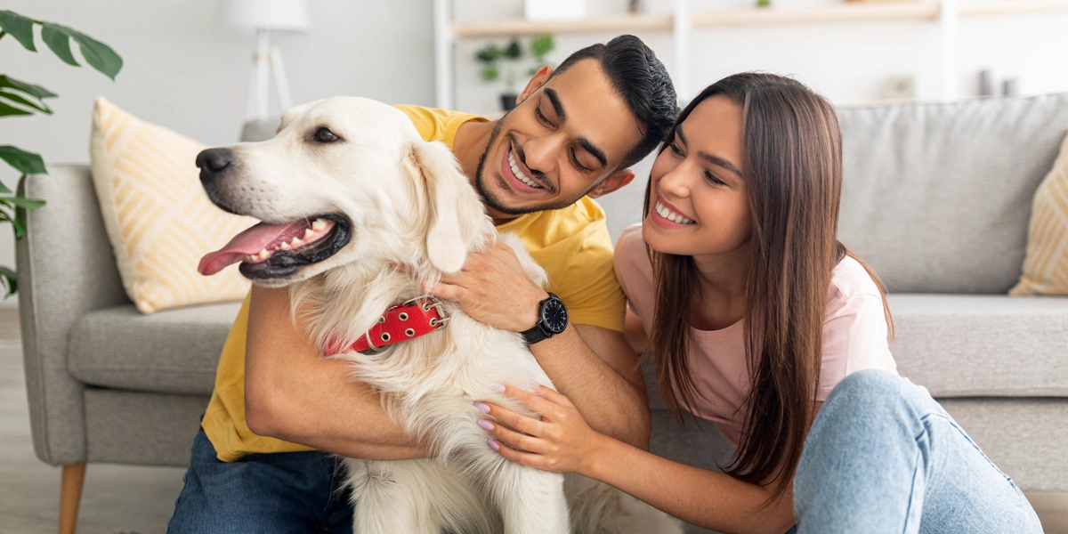 @routine animaux domestiques