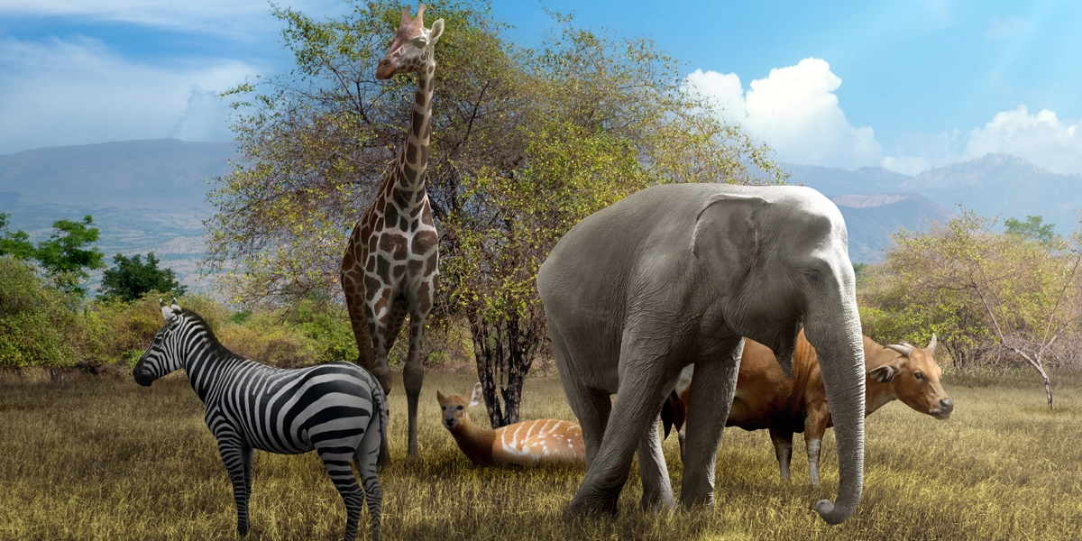 @soutenir conservation animaux sauvages