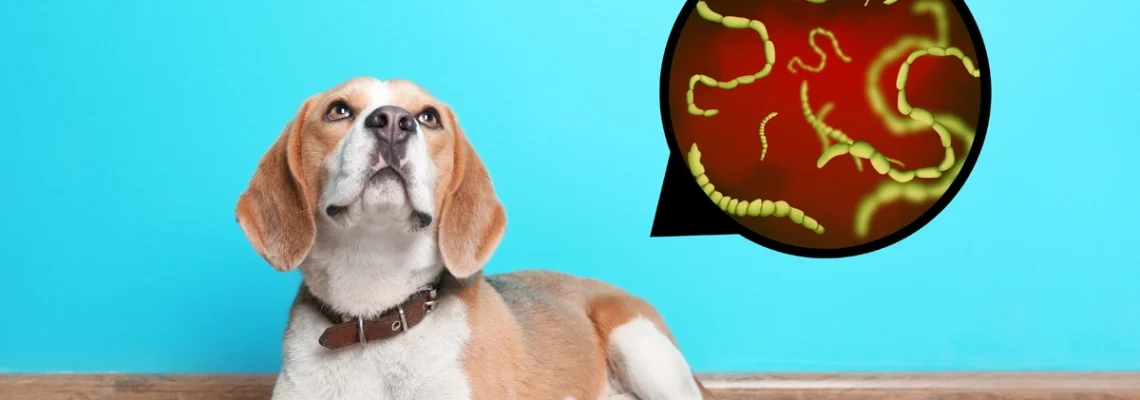 @hygiene parasites digestifs chez les chiens
