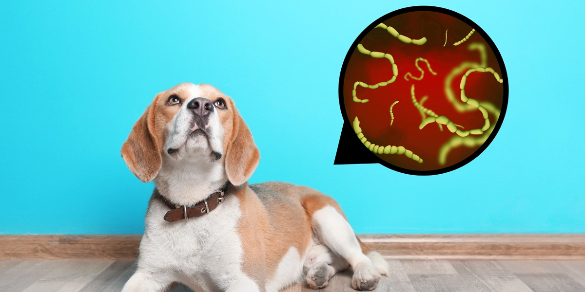 @hygiene parasites digestifs chez les chiens