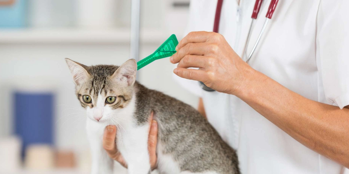 @vermifuges pour chats