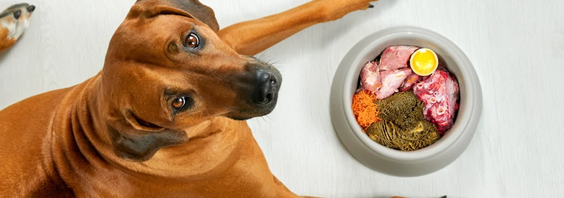 @digestion chez les chiens