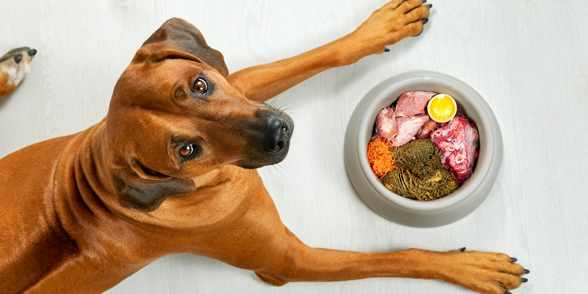 @digestion chez les chiens