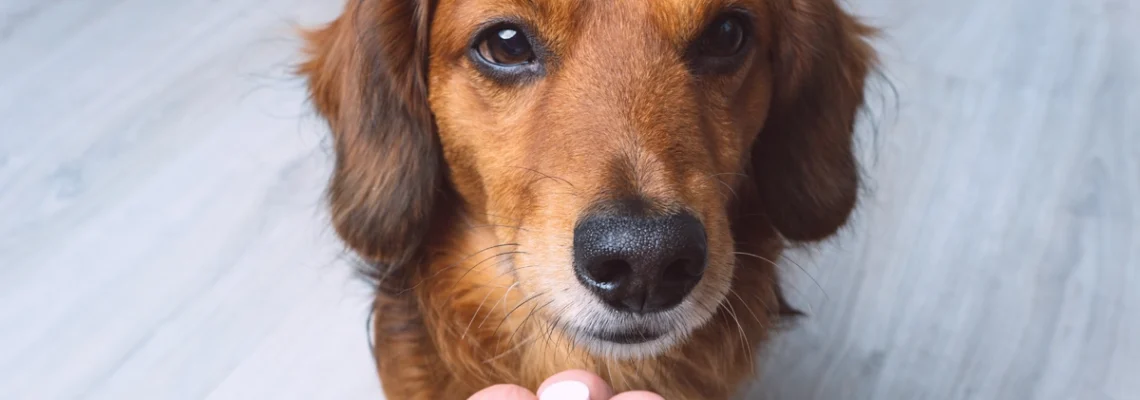 @Vermifuger votre chien
