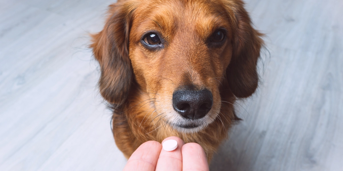 @Vermifuger votre chien