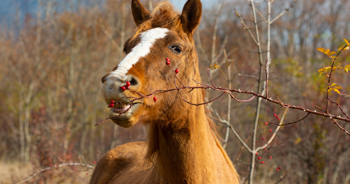 compléments alimentaires