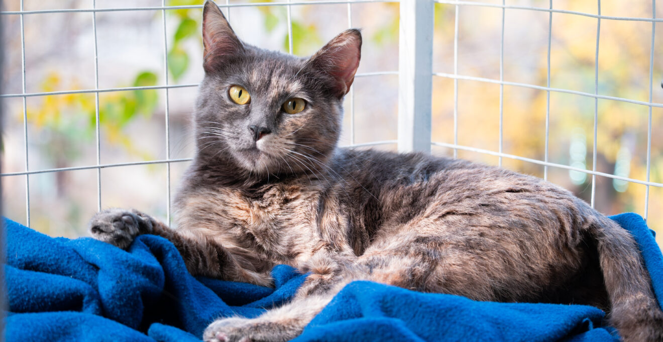 chat avec une clôture