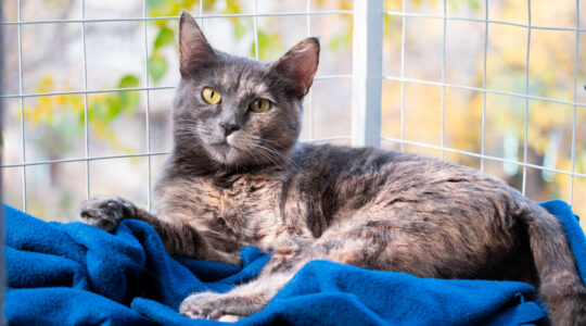 chat avec une clôture