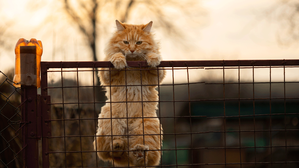 Installation système anti-fugue chat avec filet et retour incliné à 45 degrés sur clôture jardin